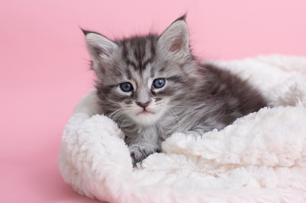 Bellissimi gattini maine coon grigi e soffici su una coperta su sfondo rosa animali domestici carini