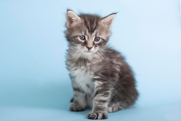 Beautiful fluffy gray Maine Coon kittens on a blue background Cute pets