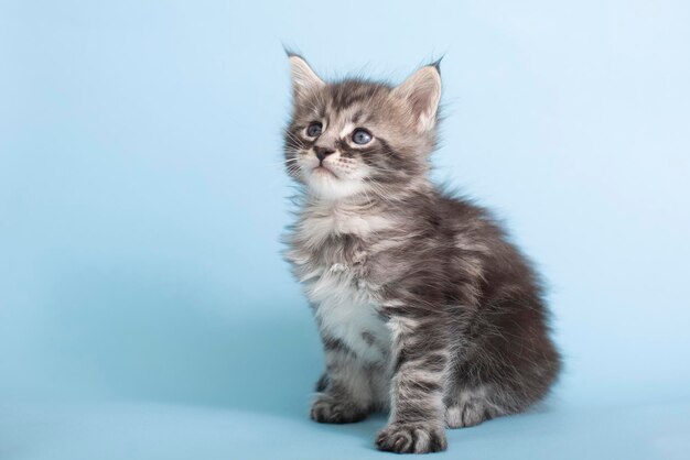 Beautiful fluffy gray Maine Coon kittens on a blue background Cute pets