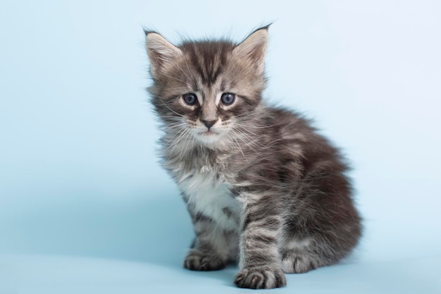 Foto bellissimi gattini maine coon grigi e soffici su sfondo blu animali domestici carini