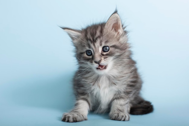 파란색 배경에 아름다운 솜털 회색 메인 쿤 고양이 귀여운 애완 동물