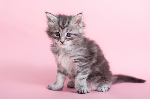 Beautiful fluffy gray Maine Coon kittens on a pink background Cute pets