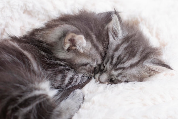 Beautiful fluffy gray Maine Coon kittens sleep on a blanket on a light background Cute pets