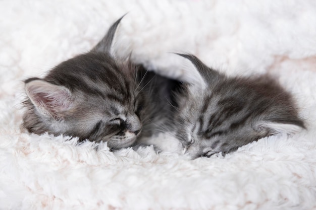 Foto bellissimi gattini maine coon grigi e soffici dormono su una coperta su uno sfondo chiaro animali domestici carini