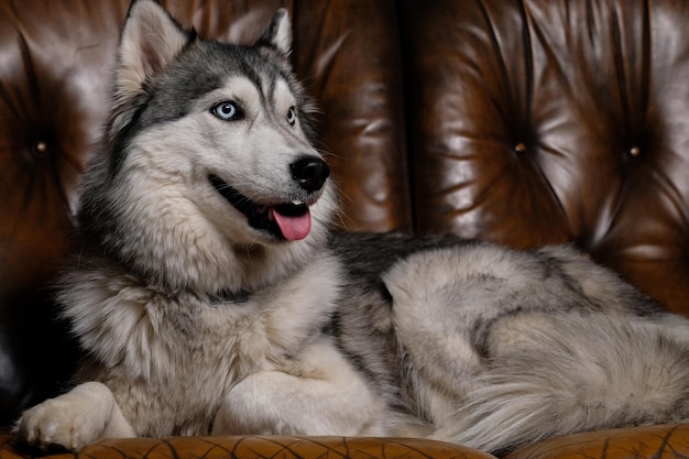 美しいふわふわのハスキーは、ハスキー犬の大人のハスキー犬の茶色の革のソファの肖像画に座っています