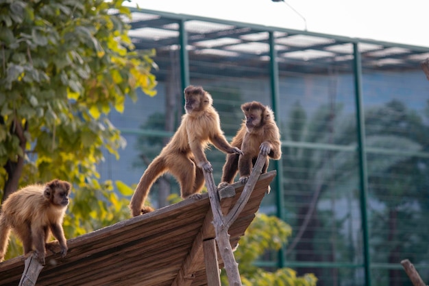 動物園の遊び場で遊ぶ美しいふわふわのサル