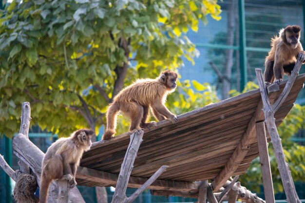 動物園の遊び場で遊ぶ美しいふわふわのサル