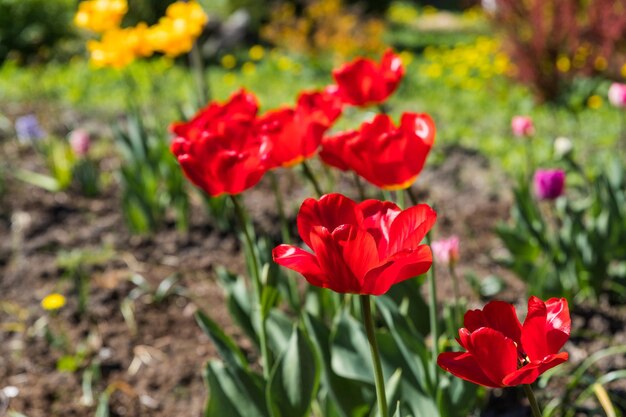 Beautiful fluffy peonyshaped tulips in a flower bed tulip in the form of a peony flower in red the b