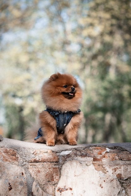 Beautiful and fluffy pomeranian dog. Pomeranian on a walk