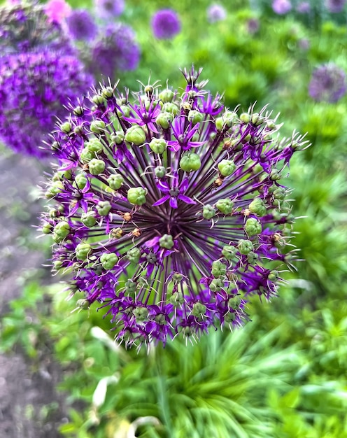 Beautiful fluffy purple flower bow