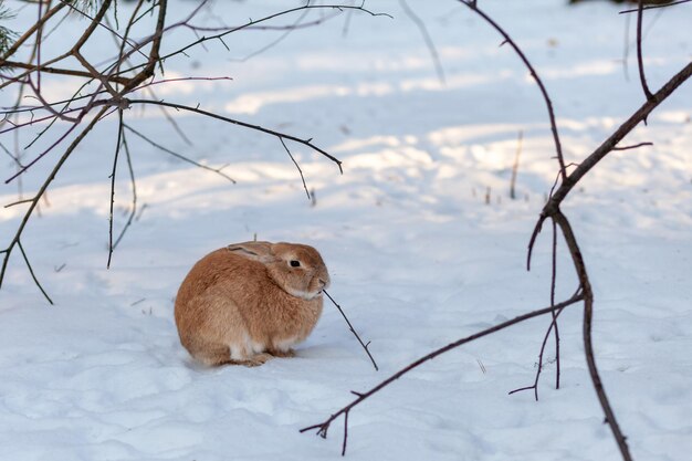 Beautiful, fluffy red rabbit in winter on the farm. A rabbit is walking in the forest.