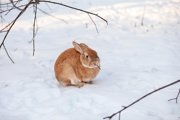 Beautiful fluffy red rabbit in winter on the farm