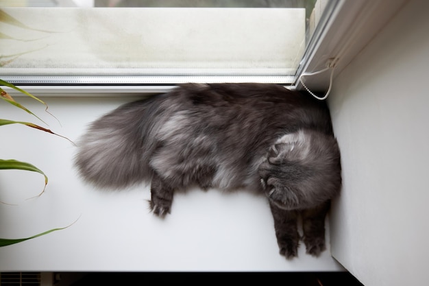 Photo beautiful fluffy scottish cat lies on the windowsill view from above