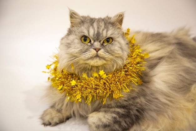 A beautiful fluffy Scottish cat lies with a Golden Christmas decoration on a white background. New year with a pet