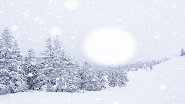 木の枝に美しいふわふわの雪トウヒの枝から雪が美しく降る雪に覆われた冬のおとぎ話の木雪が降る冬の映像ビデオ