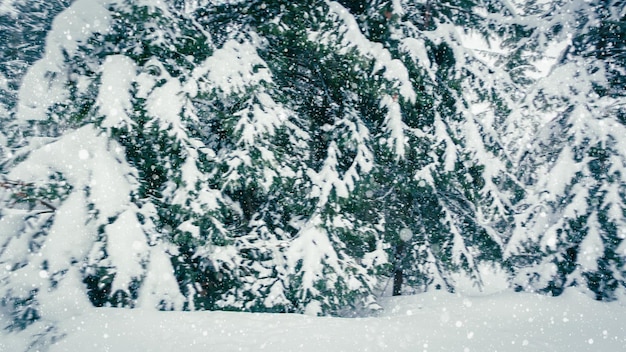 Beautiful fluffy snow on tree branches Snow falls beautifully from the spruce branches Winter fairy tale trees in snow captivity Snowing winter footage video