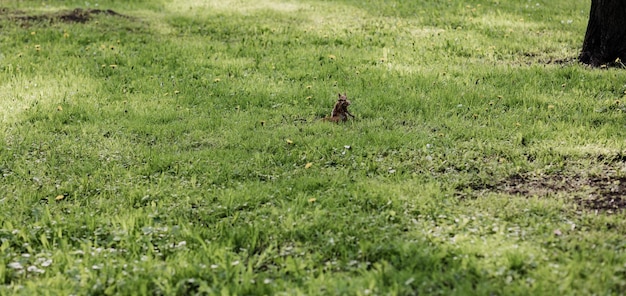 Photo beautiful fluffy squirrel