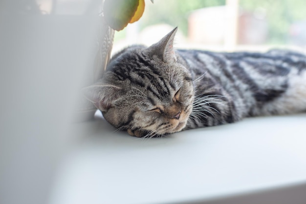 Красивая пушистая полосатая короткошерстная британская кошка лежит на подоконнике и расслабляется, питомец спит