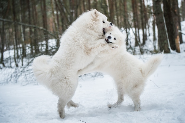 美しいふわふわの2匹のサモエドの白い犬が冬の森、バルト海のカルニコワで遊んでいます