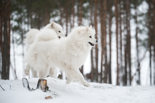 美しいふわふわの2匹のサモエドの白い犬が冬の森にいます