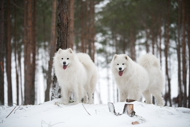 美しいふわふわの2匹のサモエドの白い犬が冬の森にいます