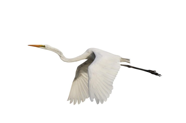Beautiful flying Egret isolated on white background