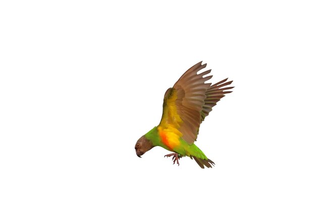 Beautiful flying Senegal parrot isolated on white background