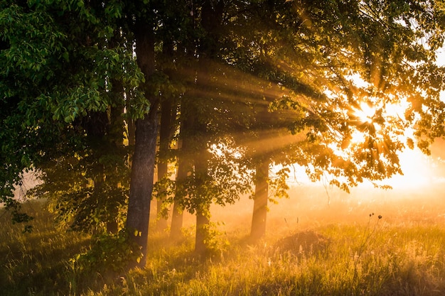 Bella alba di primavera nebbiosa su un campo con alberi