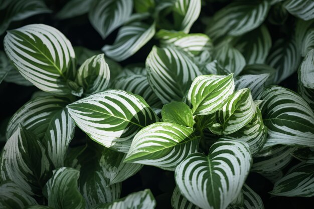 Photo beautiful foliage the captivating green and white leaf plant ar 32