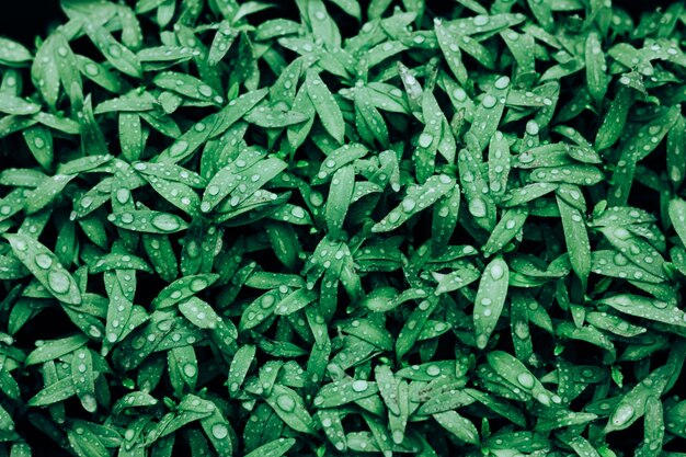 Beautiful foliage in dark green color Droplets of water on small leaves