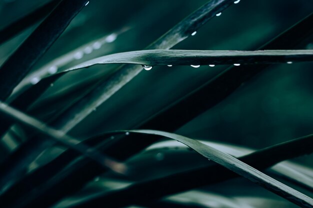 Photo beautiful foliage in dark green color droplets of water on tropical palm leaf closeup