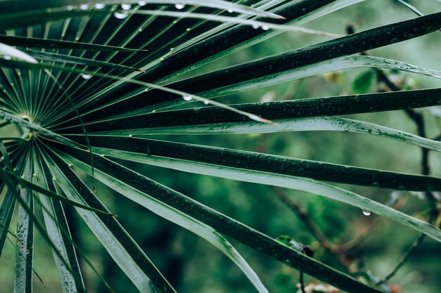 Фото Красивая листва темно-зеленого цвета капли воды на тропическом пальмовом листе крупным планом