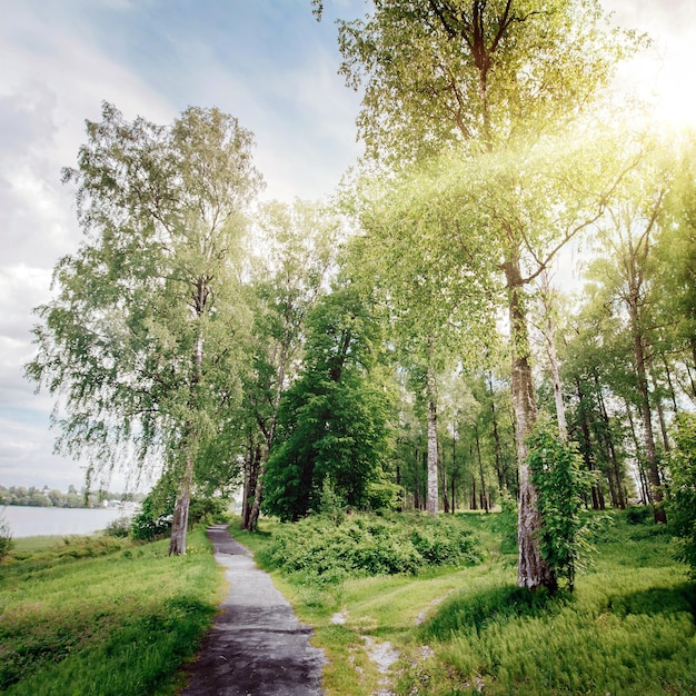 Beautiful forest background