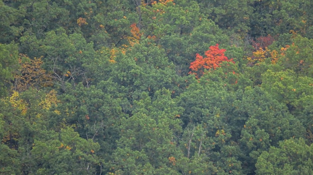 Beautiful forest closeup from afar