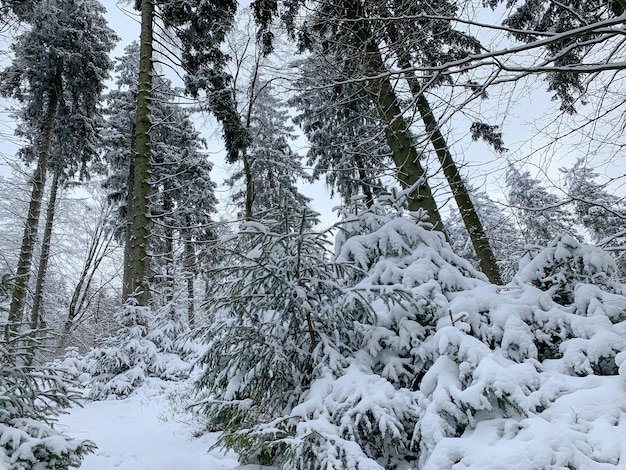 Красивый лес, покрытый снегом Ели в зимнем пейзаже Морозный день Живописное изображение сосны