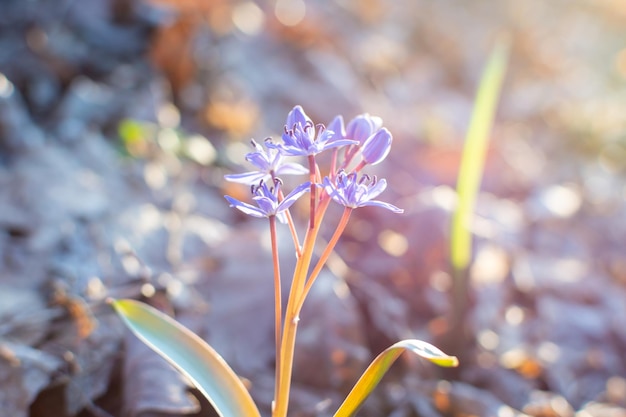 Beautiful forest flower on a beautiful spring day