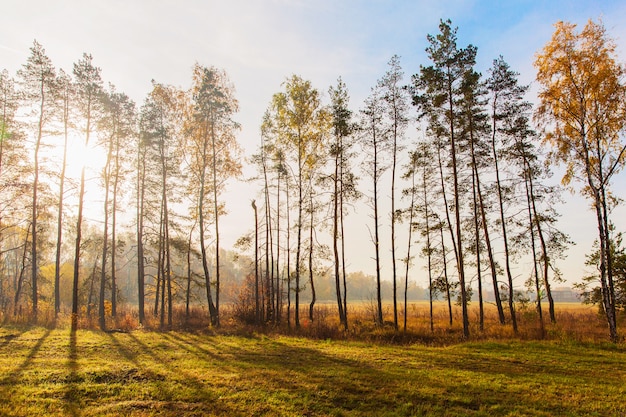 Beautiful forest landscape. Autumn nature. Pines on morning sunlight. Sunrise