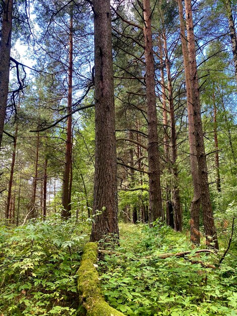 Foto bellissimo paesaggio forestale densa foresta mista in estate