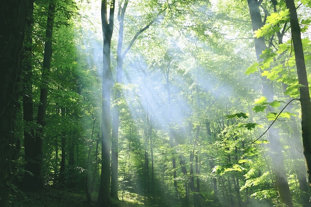 Фото Красивый лесной пейзаж в лиственном лесу с солнечными лучами