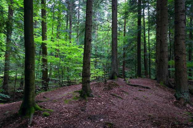 Beautiful forest landscape lush green trees in the Carpathian mountains