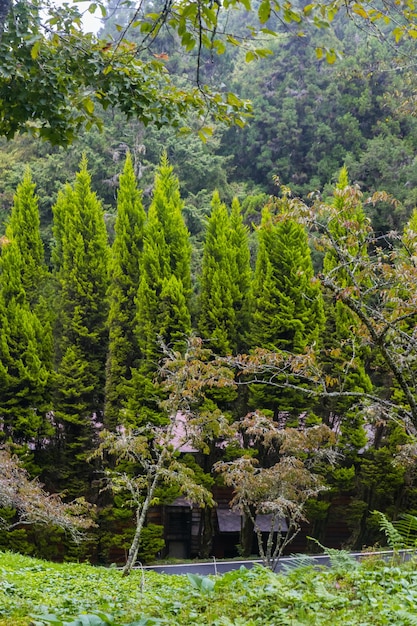 Фото Красивый лесный ландшафт национальной лесной зоны алишань в чияхи, тайвань