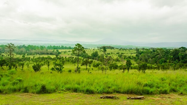 Beautiful forest landscape in Thung Salaeng Luang National Park at Phitsanulok province in Thailand. / Savanna in National Park of Thailand named Thung Salaeng Luan