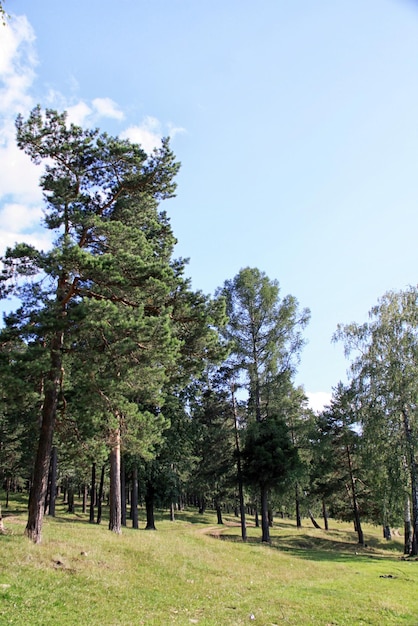 Beautiful forest landscape