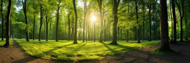 Beautiful forest panorama with large trees and bright sun