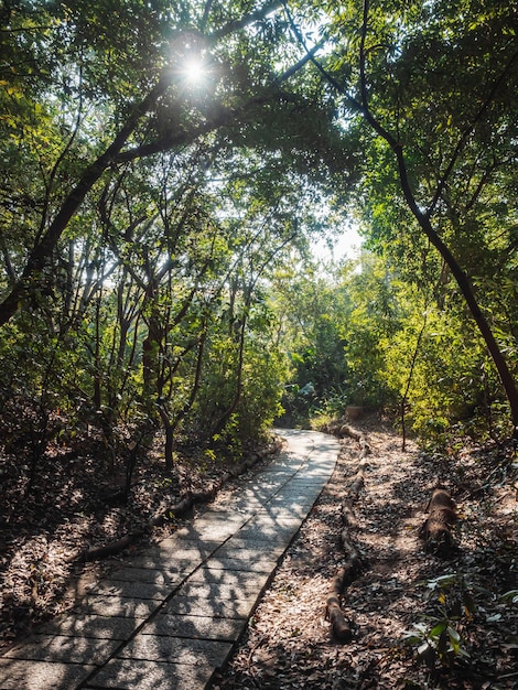 Beautiful forest path with bright sun shining through the trees