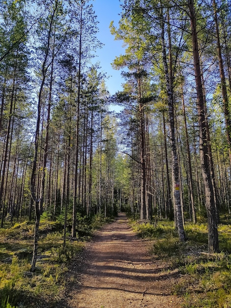 サンクトペテルブルク郊外の美しい林道。