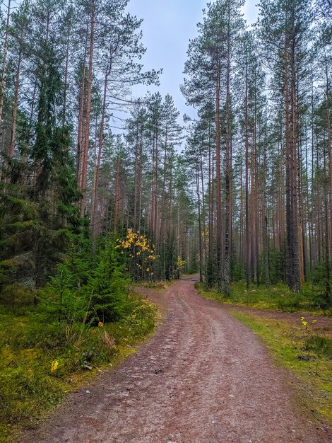 Beautiful forest road in Saint-Petersburg suburbs.