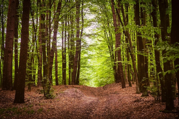 Beautiful forest road in the woods landscape European latitude