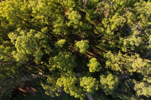 Beautiful forest seen from above drone photo natural light