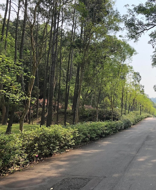 Beautiful forest trail in the morning